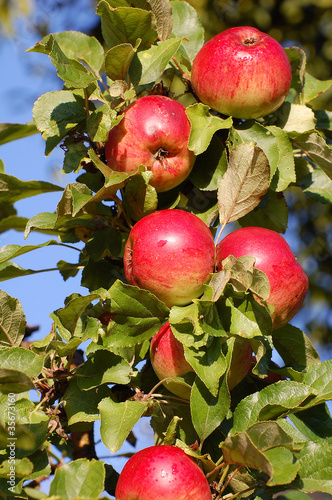 pommes