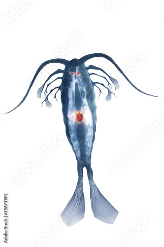 marine planktonic copepod isolated on white photo