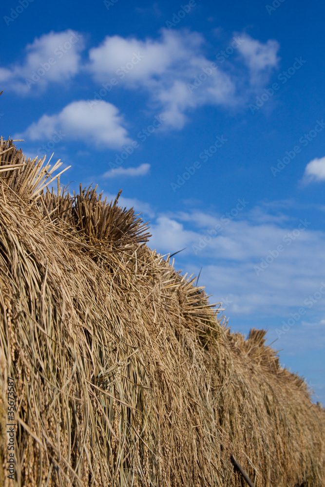ear_of_rice_25 ear_of_rice_25