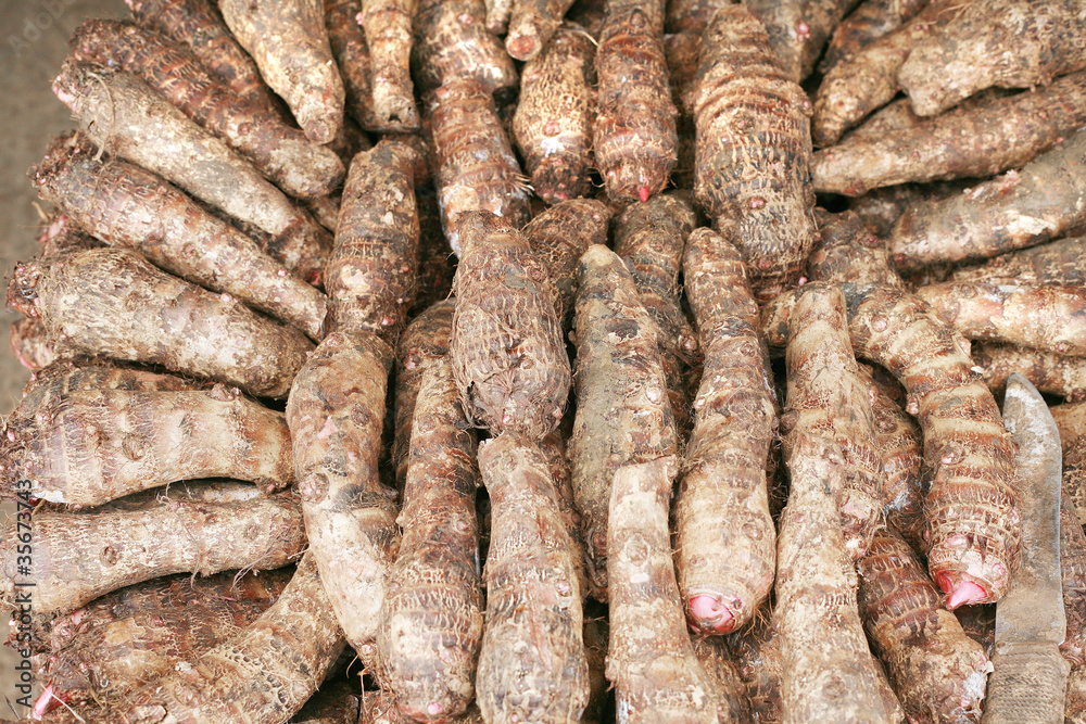 background of fresh taro root (colocasia) background of fresh taro root (colocasia)