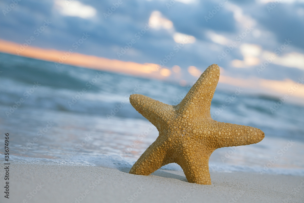 starfish on beach, blue sea and sunrise starfish on beach, blue sea and sunrise