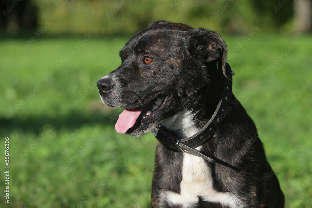 Mixed-breed dog portrait