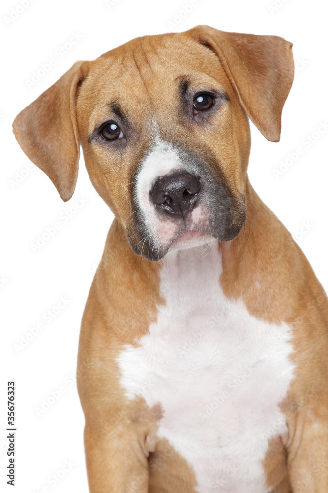 American staffordshire puppy on white background