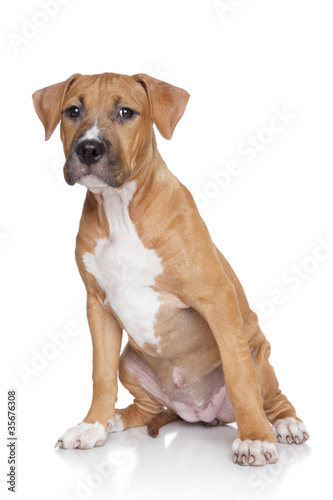 Fototapeta Naklejka Na Ścianę i Meble -  American staffordshire terrier puppy