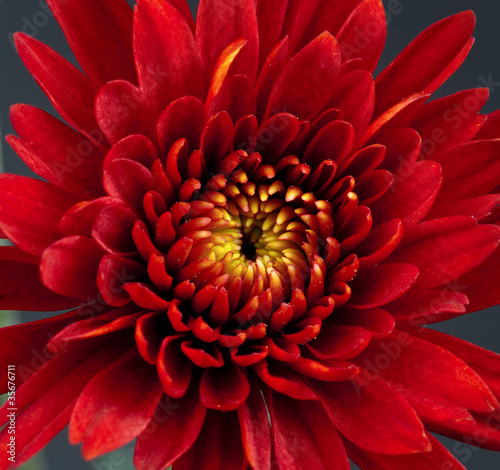 Fototapeta Naklejka Na Ścianę i Meble -  Red Chrysanthemum Flower