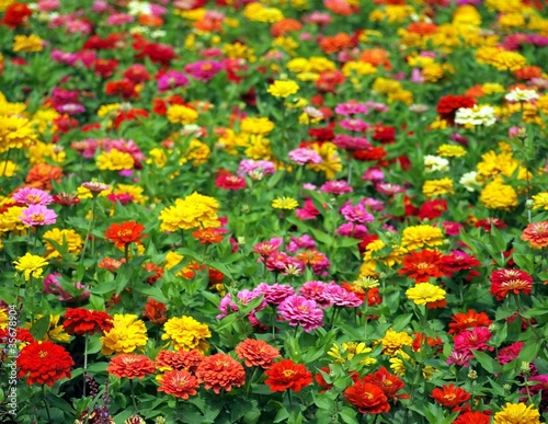 Fototapeta Naklejka Na Ścianę i Meble -  Large Flower Field with Marigolds