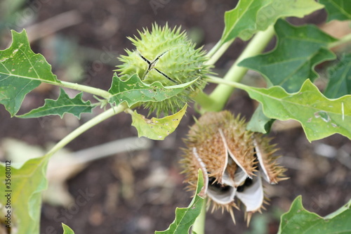jimson weed