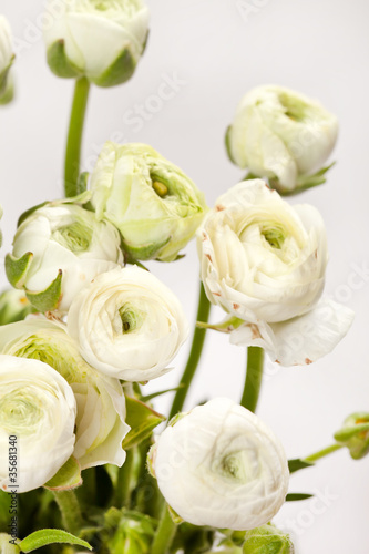 white Ranunculus