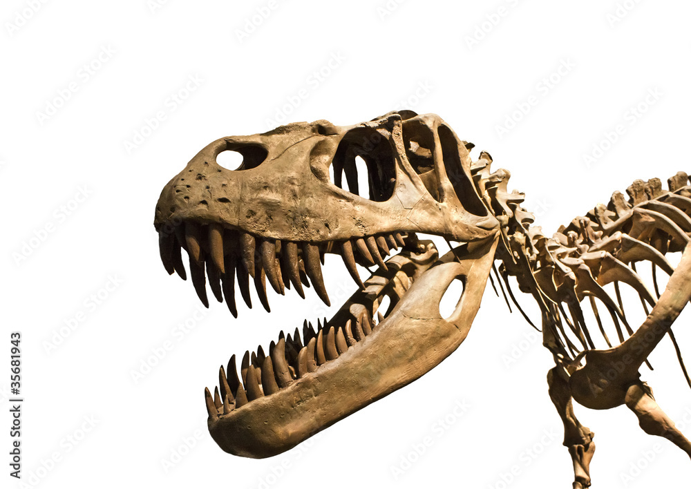 Naklejka premium Szkielet Tyrannosaurus Rex