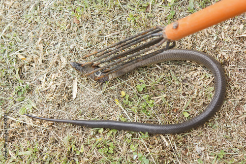 Stab head cobra with harpoon