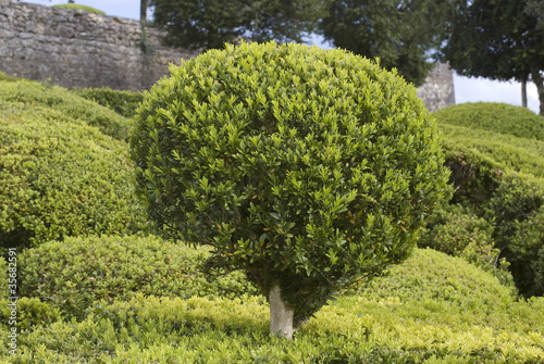 Buis; jardins suspendus de Marqueyssac; Dordogne; 24 photo