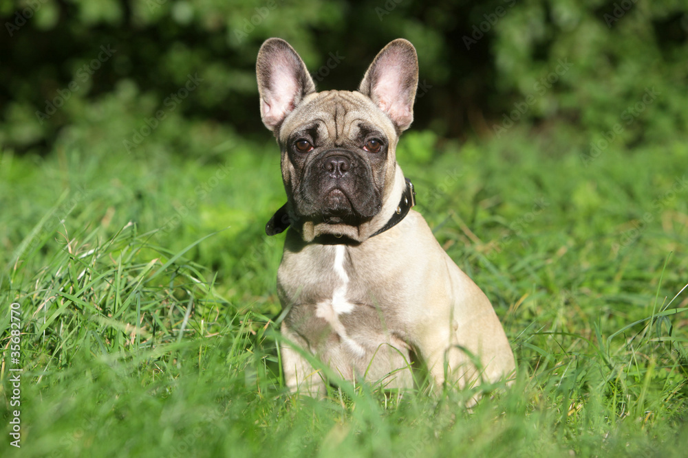 French Bulldog puppy in grass