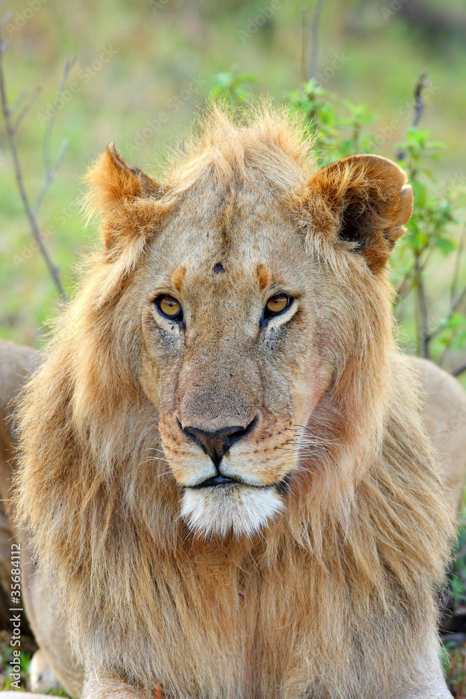 Male African Lion in the Maasai Mara, Kenya Male African Lion in the Maasai Mara, Kenya