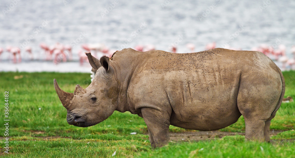 Rhinoceros in Lake Nakuru National Park, Kenya Rhinoceros in Lake Nakuru National Park, Kenya