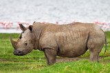 Rhinoceros in Lake Nakuru National Park, Kenya