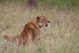 African Lions in the Lake Nakuru National Park, Kenya