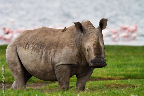 Rhinoceros in Lake Nakuru National Park  Kenya
