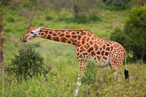 Rotschild s giraffe in Lake Nakuru National Park  Kenya