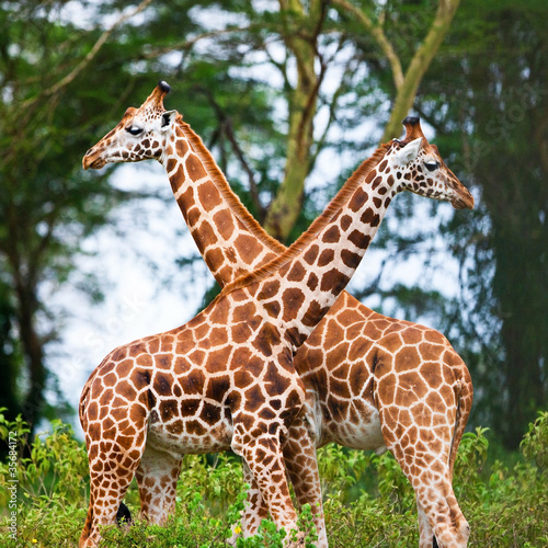Rotschild's giraffes in Lake Nakuru National Park, Kenya