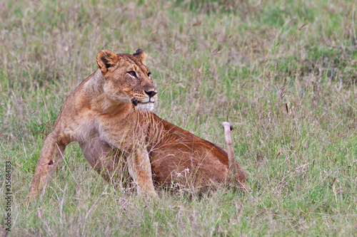 African Lion in the Lake Nakuru National Park, Kenya