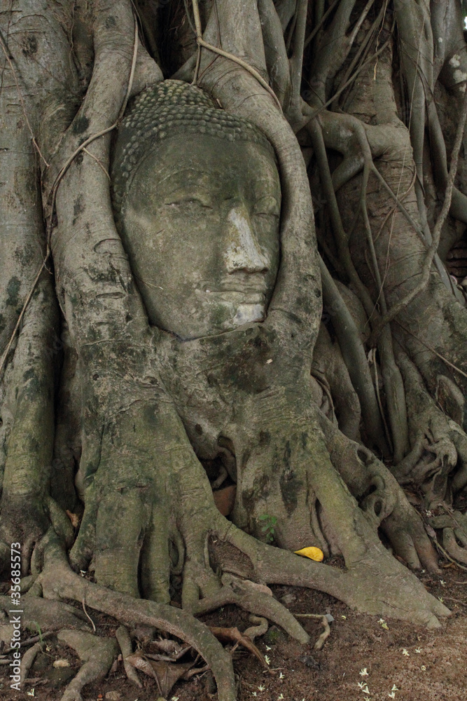 Buddha head in tree in Ayuthaya province Thailand.