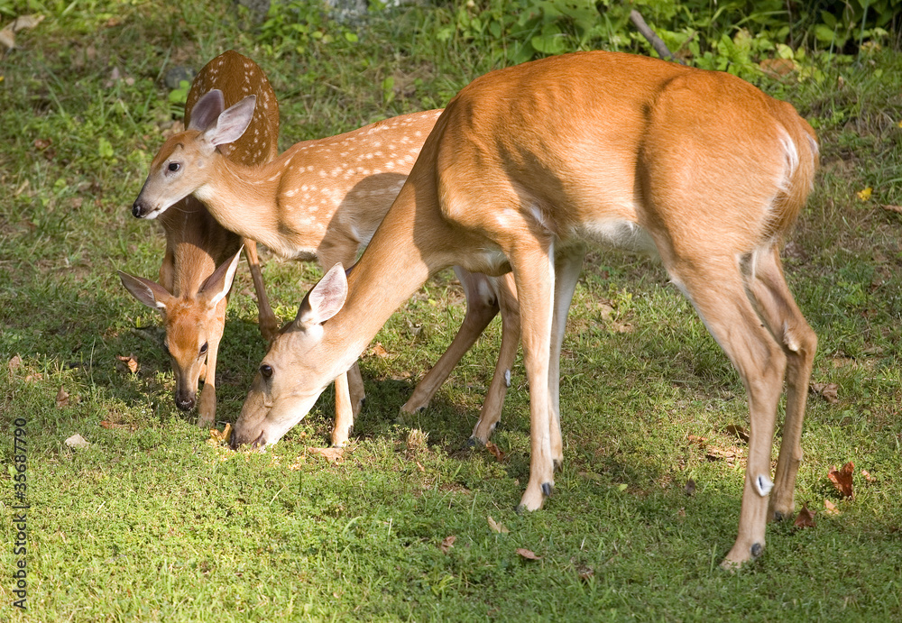 Fototapeta premium Hungry trio