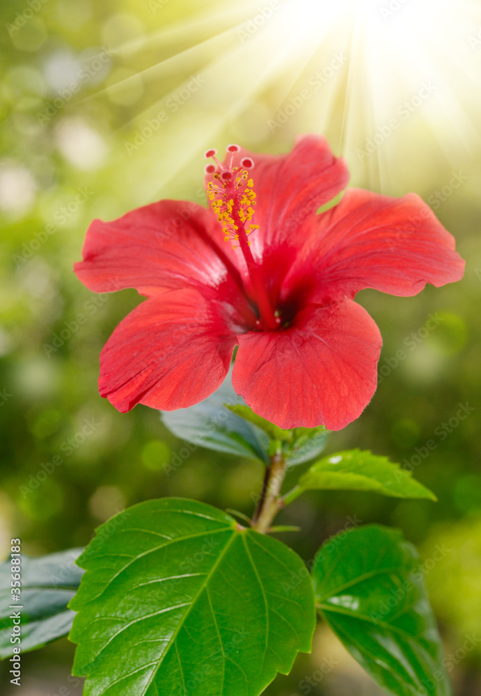 Naklejka premium Red hibiscus flower