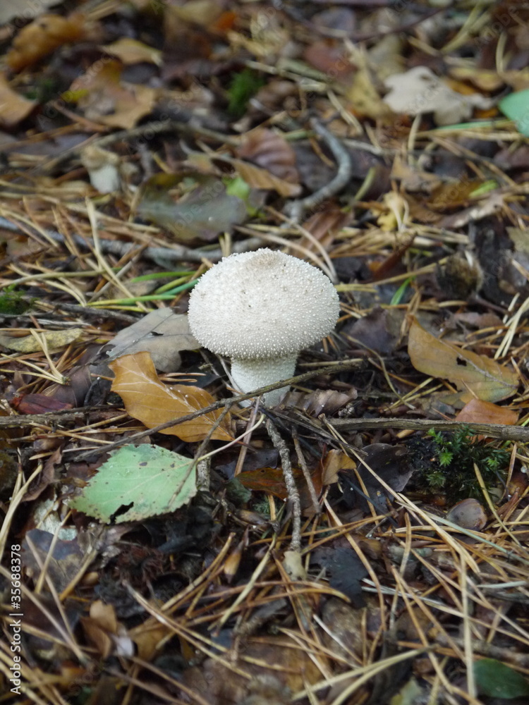 lone fungus lone fungus