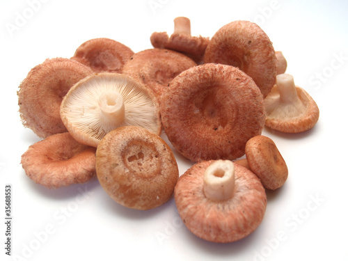 Розовые волнушки (Lactarius torminosus) изолировано