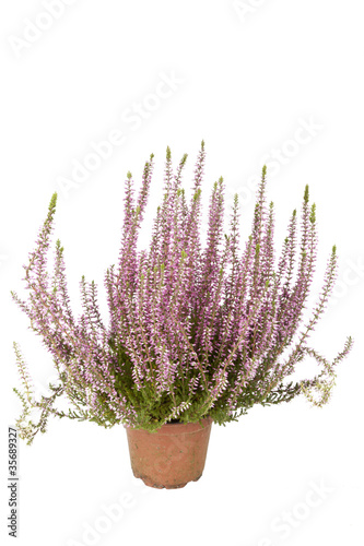 Fototapeta Naklejka Na Ścianę i Meble -  Heidekraut Calluna Vulgaris im Topf