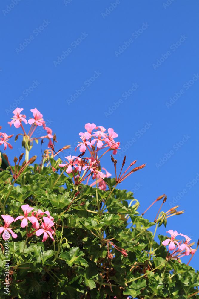 Fototapeta premium geranium flowers