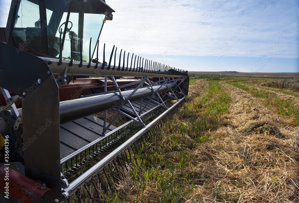 Fototapeta premium Swather