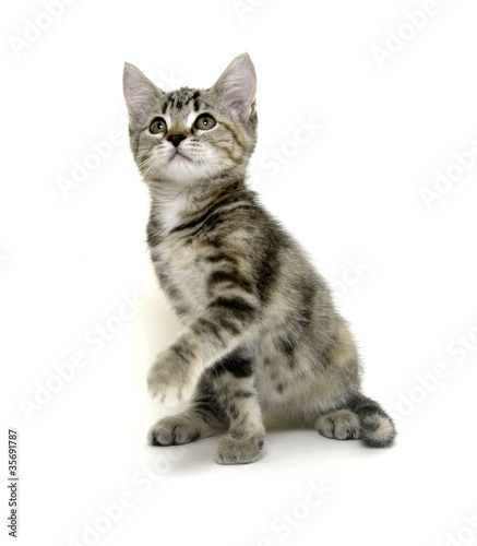 Cute tabby kitten on white background