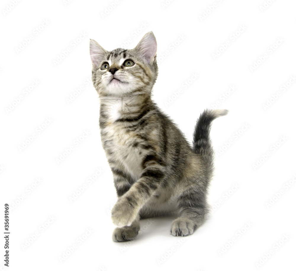 Cute tabby kitten on white background