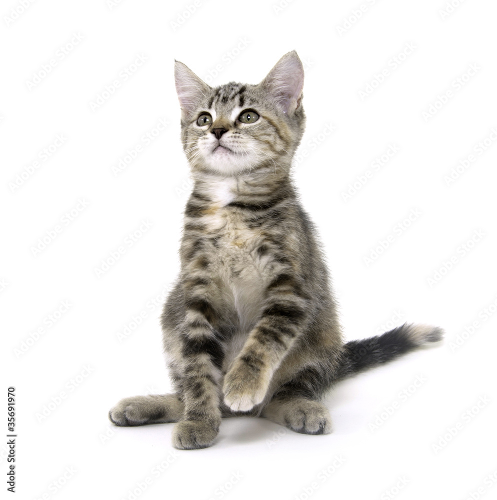Cute tabby kitten on white background Cute tabby kitten on white background