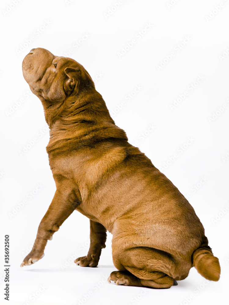 Obraz premium shar pei dog