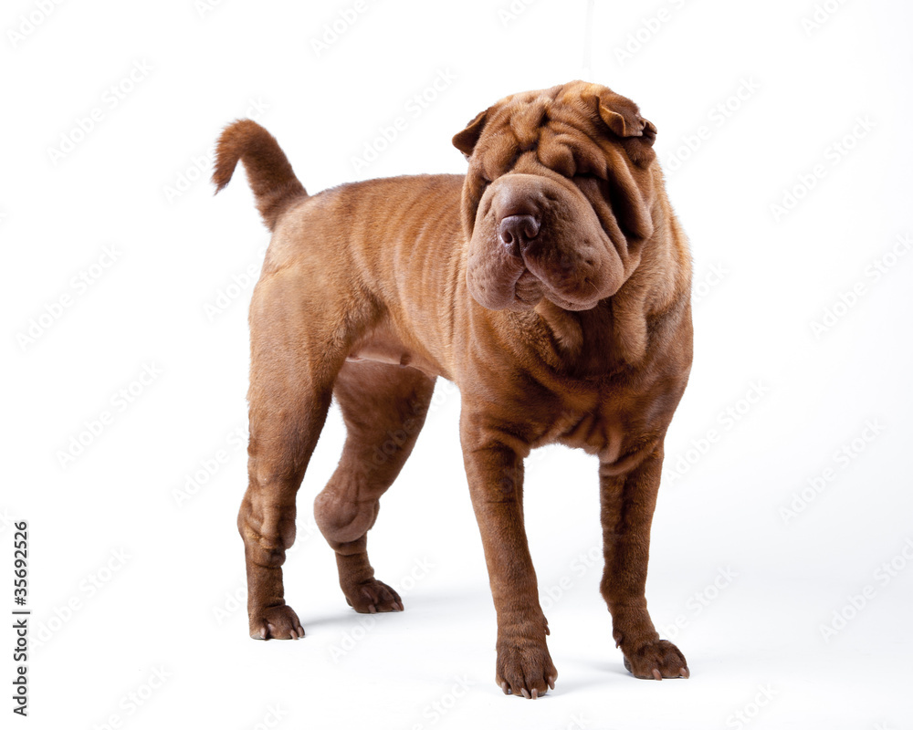 shar pei dog