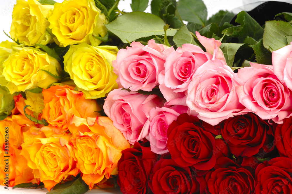 Farbige Rosen Farbige Rosen