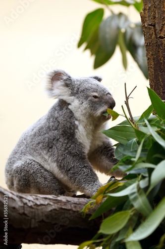 Koala photo