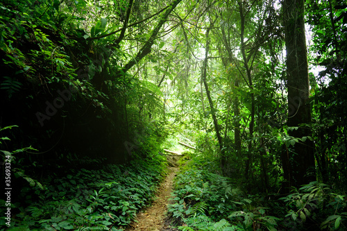 Fototapeta Naklejka Na Ścianę i Meble -  way in jungle of Malaysia