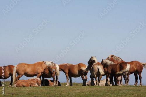 Chevaux comtois,Pyrénées