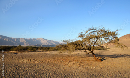 Lonely tree in the desert with mountains
