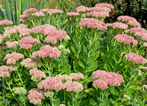 Sedum Telephium