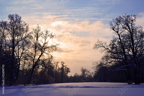 Sunset behind winter forest