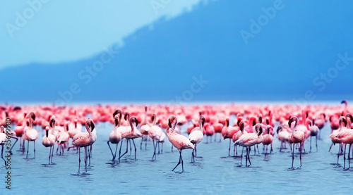 African flamingos #35699980