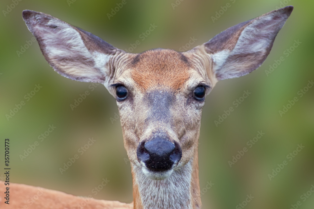 White-tailed Deer Close-up White-tailed Deer Close-up