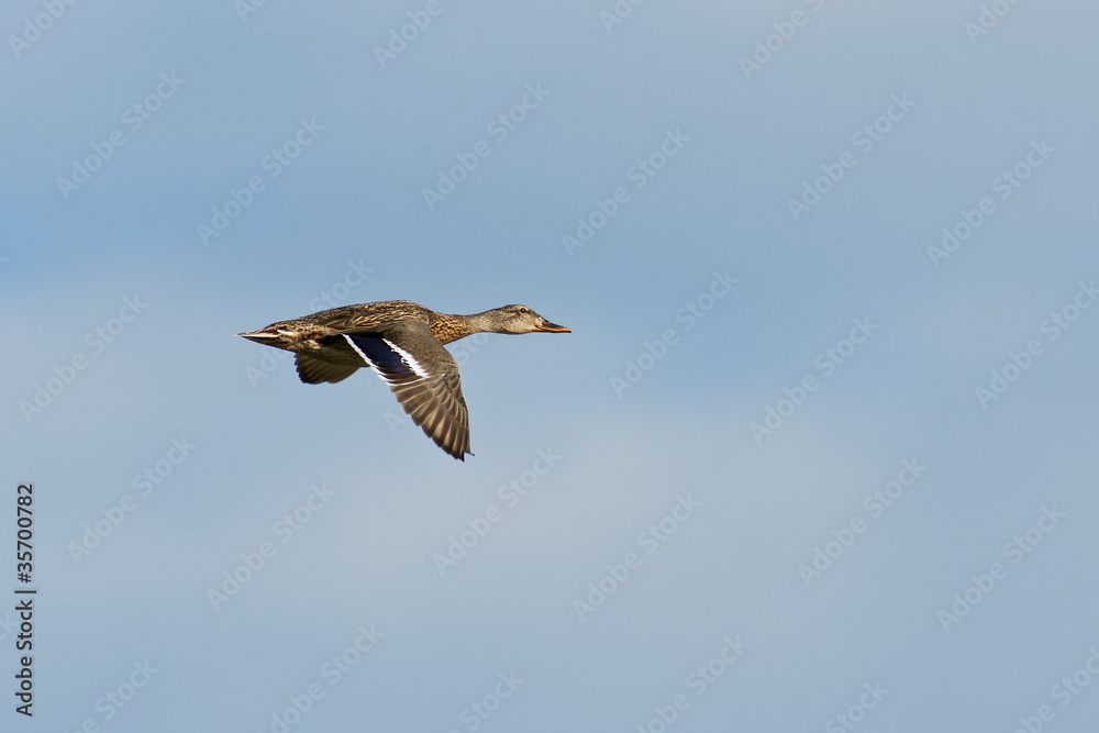 Mallard Duck in Flight Mallard Duck in Flight
