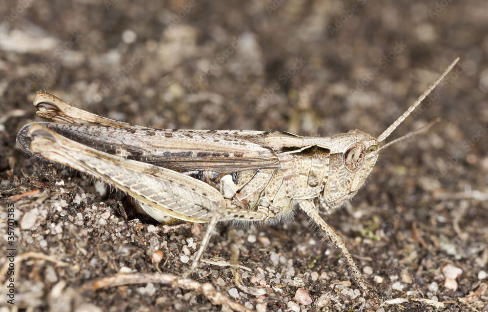 Small grasshopper laying eggs, macro photo Small grasshopper laying eggs, macro photo