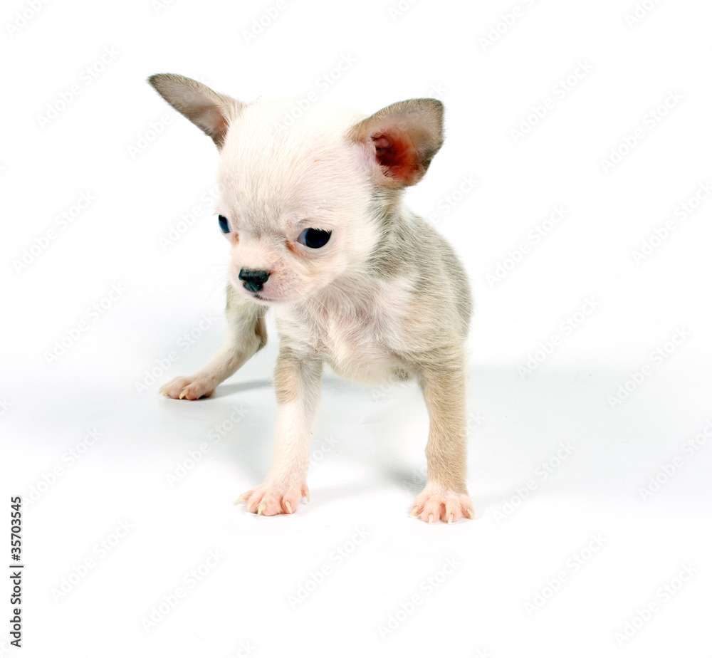 Funny puppy Chihuahua poses Funny puppy Chihuahua poses