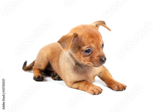 Funny puppy Chihuahua poses